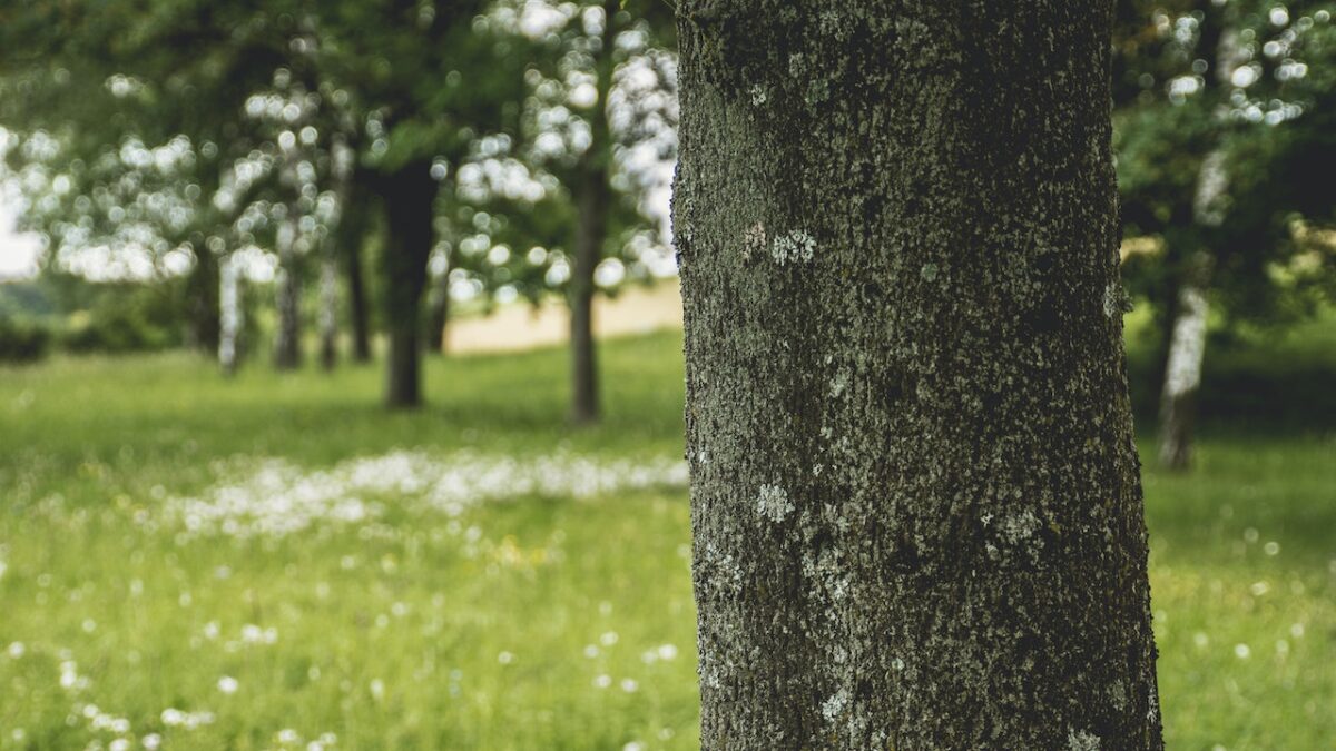 What Are The Benefits of Trimming Trees in Mesa, AZ?