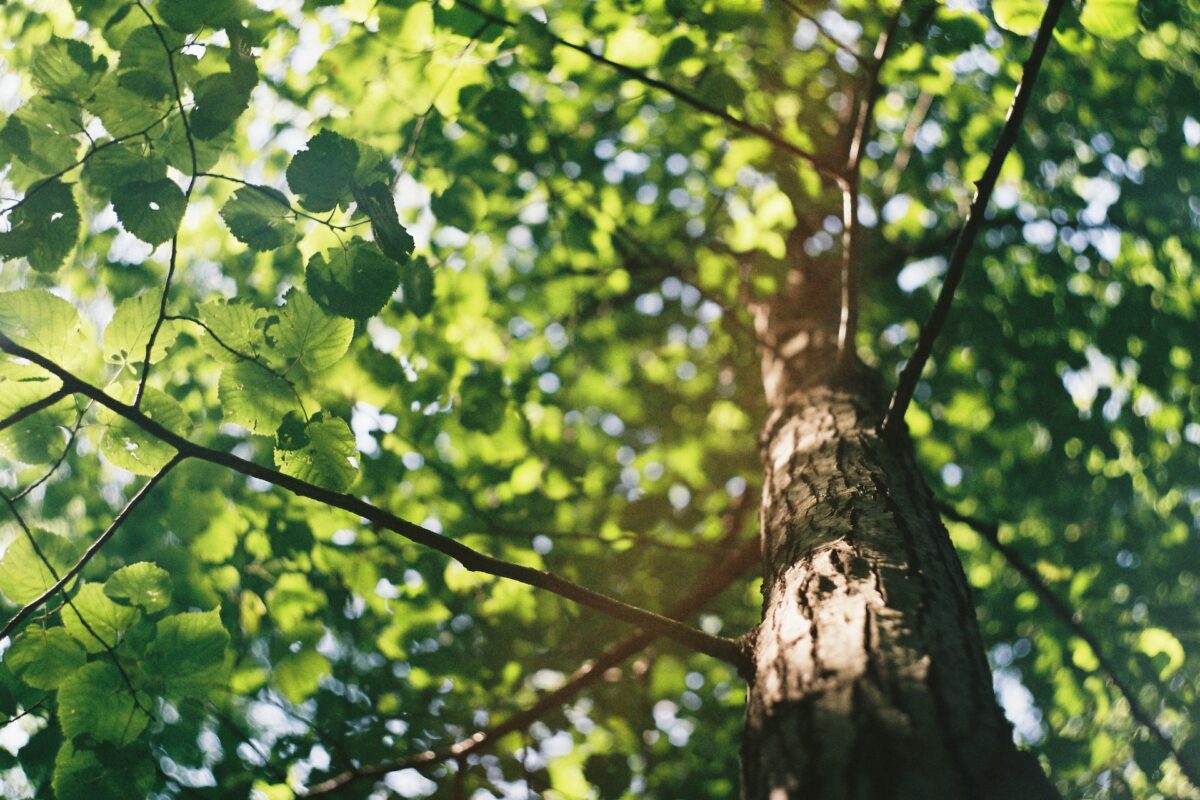 The Importance of Professional Tree Trimming in Mesa, Arizona