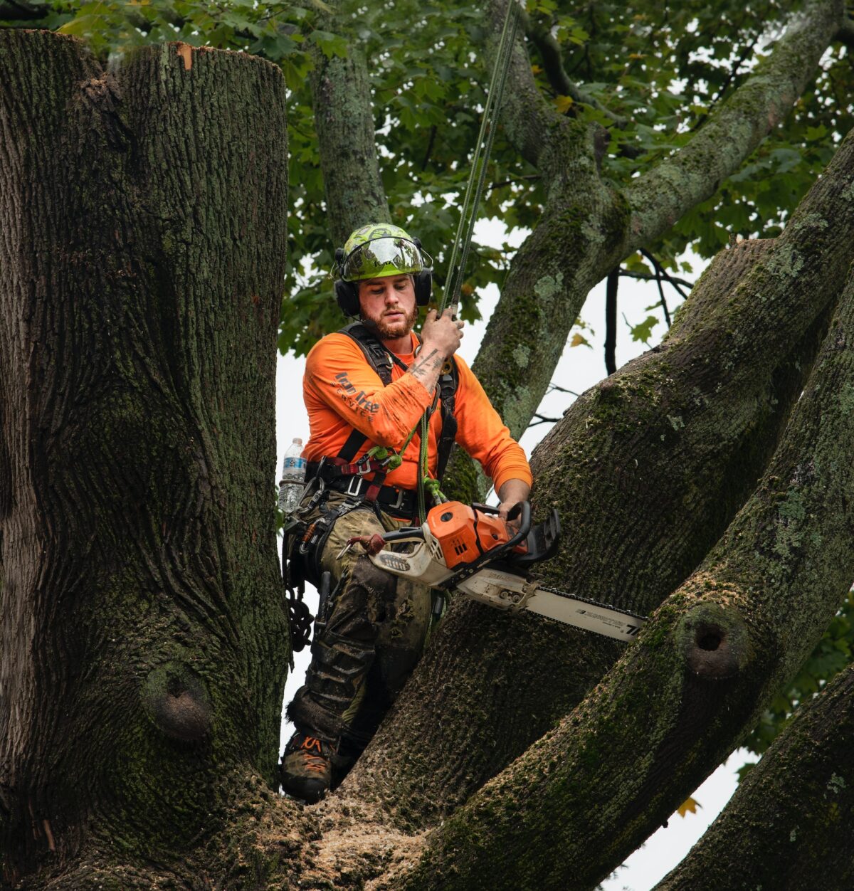 The Role of Tree Trimming in Fire Prevention in Mesa, AZ